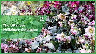 The Ultimate Hellebore Collection [upl. by Atimad]