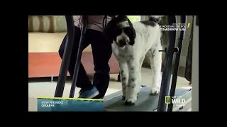 Cesar 911 S04E03 Hard Target [upl. by Nohtiek]