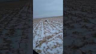 Coyote vs Dog [upl. by Tyre878]