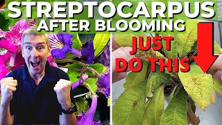 Rejuvenate Tired STREPTOCARPUS for More BLOOMS Step by Step [upl. by Sirehc672]