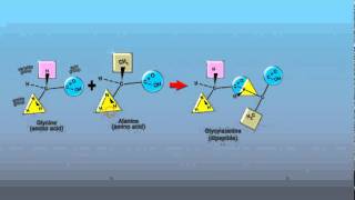 Peptide Bonds [upl. by Bergmans]