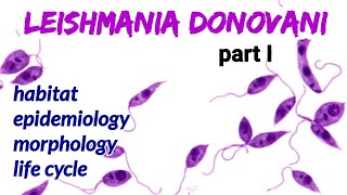 Leishmania donovaniHabitat Epidemiology Morphology Life Cycle  Kala azar  AM Biologie Notes [upl. by Crosse529]