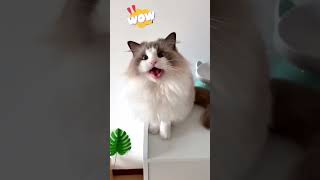 Have you ever seen a cat roar 😂😂cat catsoftiktok funnycat cutecat kittycat fyp funnyvideos [upl. by Pyotr]