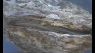 Hatchery Spawning by Thermal Shock of the American Oyster 0910wmv [upl. by Dorrahs]