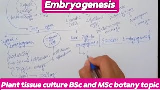 EmbryogenesisPlant tissue cultureBsc and MSc botany topic planttissueculture [upl. by Iaverne699]