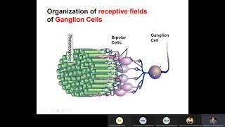 CNS301 Physiology  Lec 11  Ganglion cells amp Vision pathway  Dr hani [upl. by Haggar749]