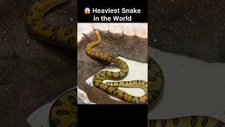 Giant Green Anaconda Heaviest Snake in World Anaconda Snake  Anaconda Video shorts anaconda [upl. by Fuld]