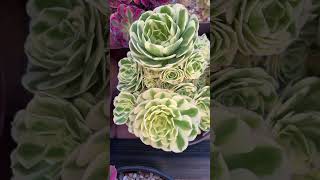 Plant of the day  Aeonium Green Medusa [upl. by Icram]