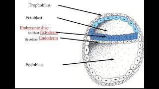 Formation of Embryonic disc  Bilaminar Germ disc [upl. by Yojenitsirk]