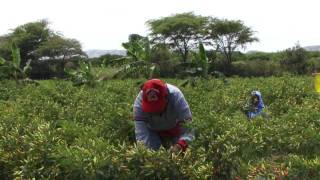 Seguridad Alimentaria para hoy y mañana  Perú [upl. by Goren998]