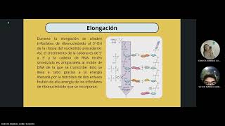 Proceso de transcripción en procariotas [upl. by Eckblad]