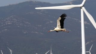 AEROGENERADORES Los Asesinos de Aves [upl. by Anhcar763]