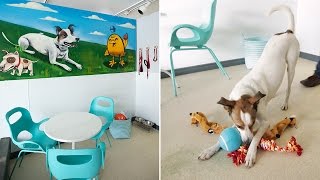 Interior Design — Animal Shelter Makeover [upl. by Wey]