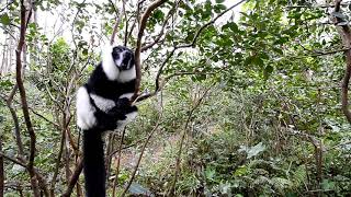 black and white lemur sound [upl. by Mauri]