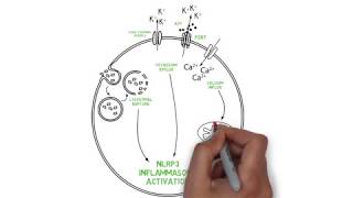 NLRP3 Inflammasome activation [upl. by Hathcock]