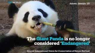 Giant Panda no longer ‘Endangered’ Eastern Gorilla is [upl. by Grani821]