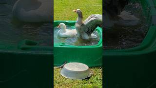 Pet Geese Cooling Off Happy 4th 🥳 goose birds shorts [upl. by Tuhn]