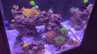 Nano reef tank update [upl. by Alf]