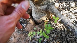 Large restored Portulacaria afra spekboom plants in a drought stem water storage [upl. by Lezlie704]