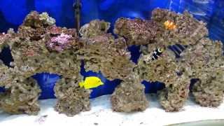 How to refugium vs canister filter in saltwater tank the update [upl. by Aynos154]