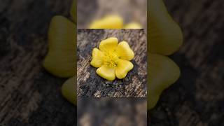 Kanghi  velvetleaf flower 🌼 Ayurvedic plant flowers nature gardenflowers [upl. by Cavil]