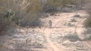 Bobcat Hunting in Northern Mexico [upl. by Schenck]