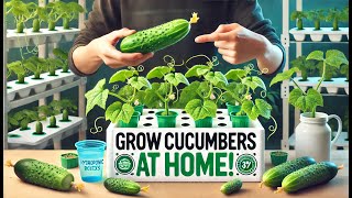 Grow Hydroponic Cucumbers at Home Simple amp Effective Tips for Fresh Cucumbers [upl. by Noved]