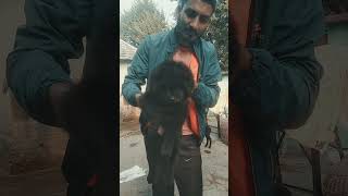 Gaddi dog puppy Himachal [upl. by Nerte]