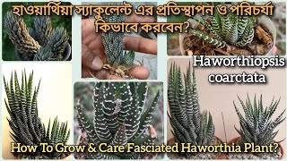 How To Grow amp Care Fasciated Haworthia PlantHaworthiopsis coarctata zebra haworthia হাওয়ার্থিয়া [upl. by Wappes]