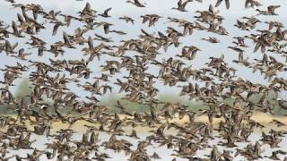 Birds of the Mississippi River Delta [upl. by Vallonia]