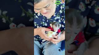 Monkey Baby Bons Juicy Grapefruit Feast with Grandma Ly [upl. by Romeu956]