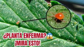 Cómo Identificar y Eliminar la ARAÑA ROJA Paso a PASO aquí te explico [upl. by Pitts]