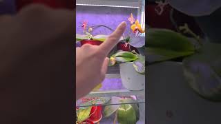 Phalaenopsis Orchid flowers facing the wrong way  Fixed shorts [upl. by Esyli]