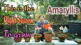 This is the Best time to Grow Amaryllis Bulbs [upl. by Retsel]