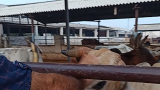 गौशाला SGbhakti cowvideos cowfarm [upl. by Onoitna137]