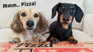 The Dogs ATTEMPT To Order a Pizza  Get Busted by Eufy Pet Camera [upl. by Hanley739]