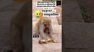 ଜୟ ଜଗନ୍ନାଥ 🙏🙏 ମା ର ମମତା 🙏🙏 shorts viral explore foru subscribe yt explore jayjagannath [upl. by Daveen]