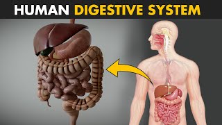 Human Digestive System  How it works  Its parts and functions [upl. by Rebmak839]