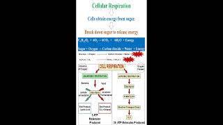 Cellular Respiration Meaning and Equation geneticteacher [upl. by Bakki]