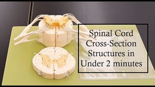 Spinal Cord Anatomy in under 2 minutes [upl. by Aihsema]