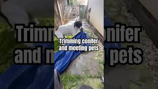 Trimming conifers and meeting pets garden pets funnypets cats dogs conifer satisfying [upl. by Helaine]