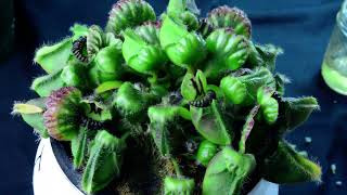 Cephalotus follicularis care  biweekly inspection – H09 10624 [upl. by Aicnilav121]