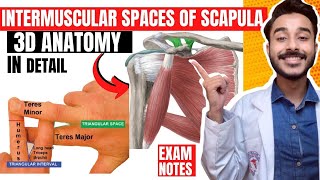 intermuscular spaces of scapula anatomy  subscapular spaces anatomy  intermuscular spaces anatomy [upl. by Idona]