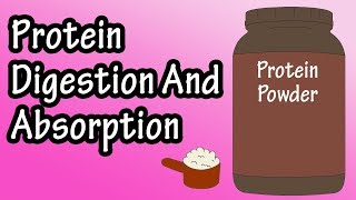 Protein Digestion And Absorption  Protein Metabolism [upl. by Annairba]