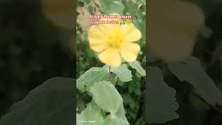 youtubeshorts atibala flowers informationplease support kar dijiye doston 🙏🌼🌼 [upl. by Aioj]