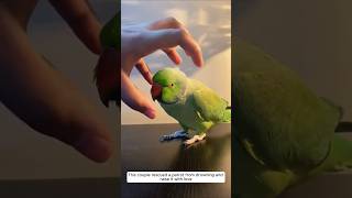 This couple rescued a parrot from drowning and raise it with love animalshorts parrot [upl. by Lenore]