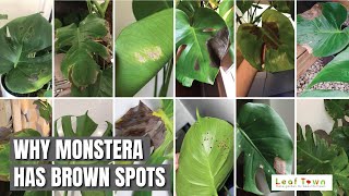 7 Reasons Why Your Monstera Has Brown Spots  Leaf Town [upl. by Ahk]