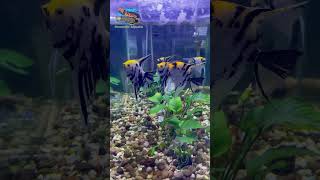 ANUBIAS CALADIIFOLIA  SEMI AQUASCAPE fypシ゚viral aquascape foreveryoung [upl. by Engamrahc]