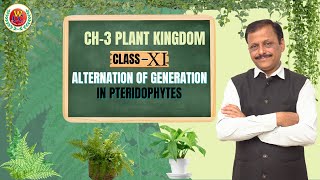 Alternation of Generation in Pteridophytes  Ch3 Plant Kingdom  Class 11  Bio by Gulab Sir [upl. by Eanehs]