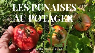 Lutter contre la prolifération des punaises au potager [upl. by Attenol]